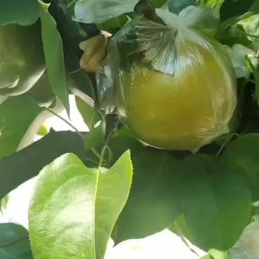 永川黄瓜山黄花梨