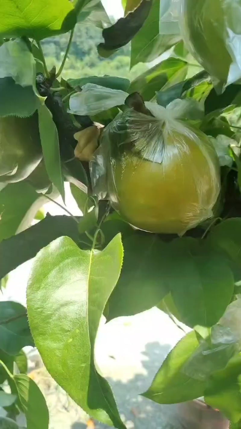 永川黄瓜山黄花梨