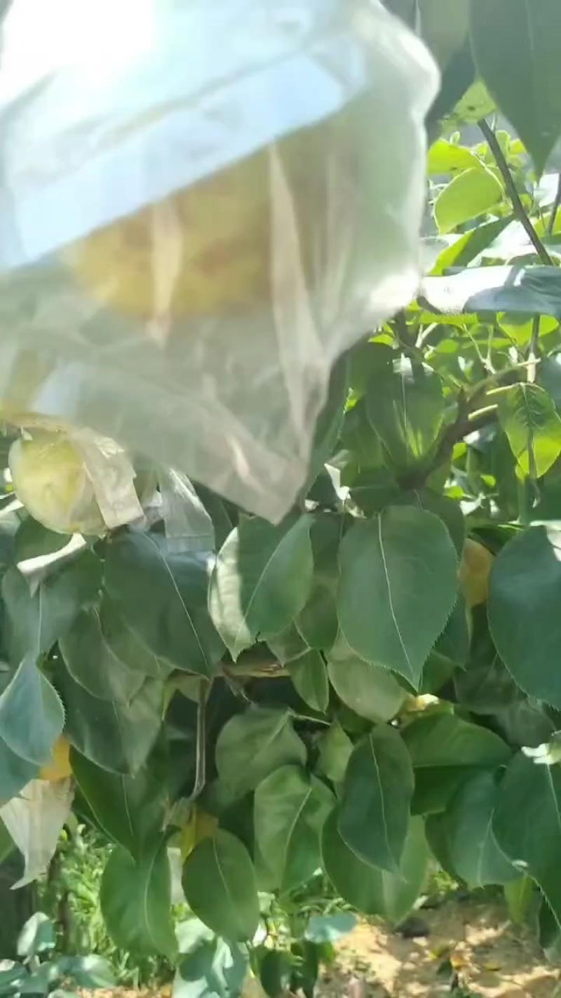 永川黄瓜山黄花梨