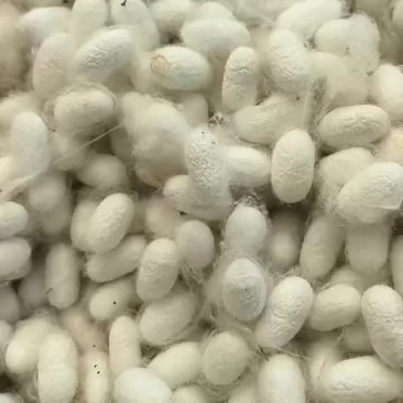 鲜茧