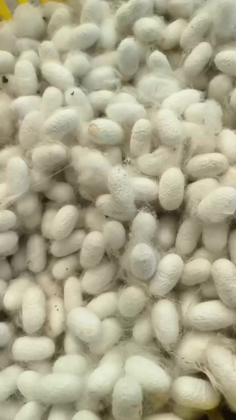 鲜茧