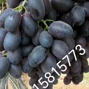 17葡萄，河北衡水饶阳