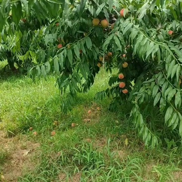 早14号毛桃