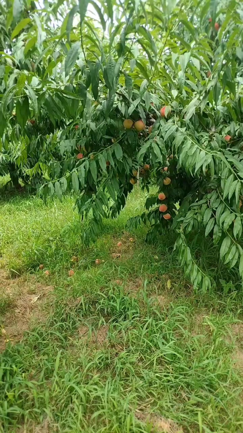 早14号毛桃