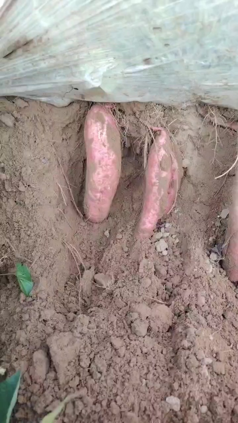 济薯26，