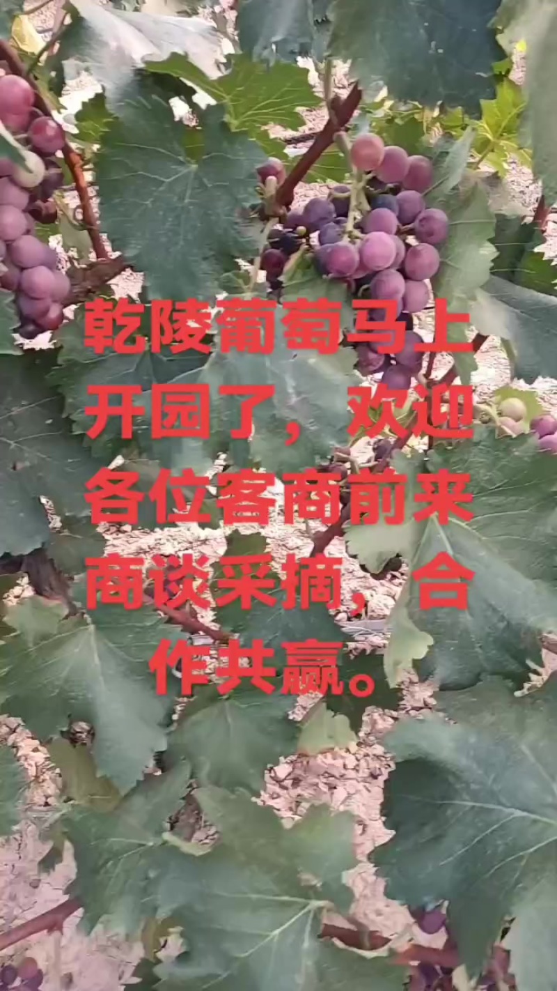 乾陵葡萄开园了