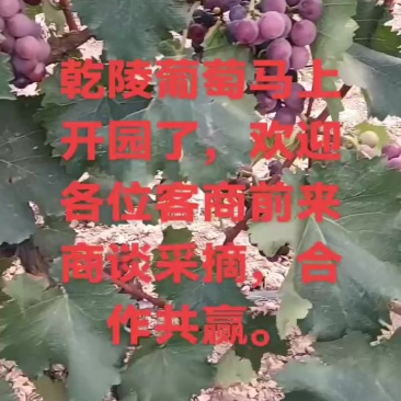 乾陵葡萄开园了