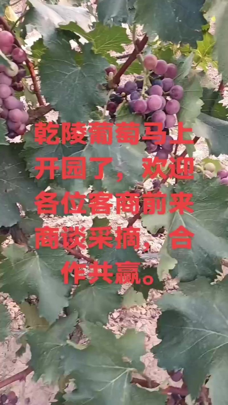 乾陵葡萄开园了