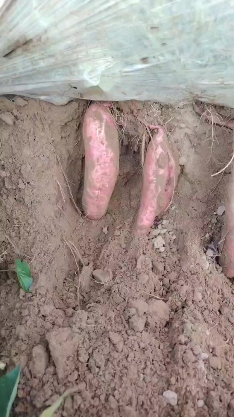 济薯26，