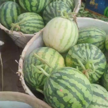 无籽麒麟