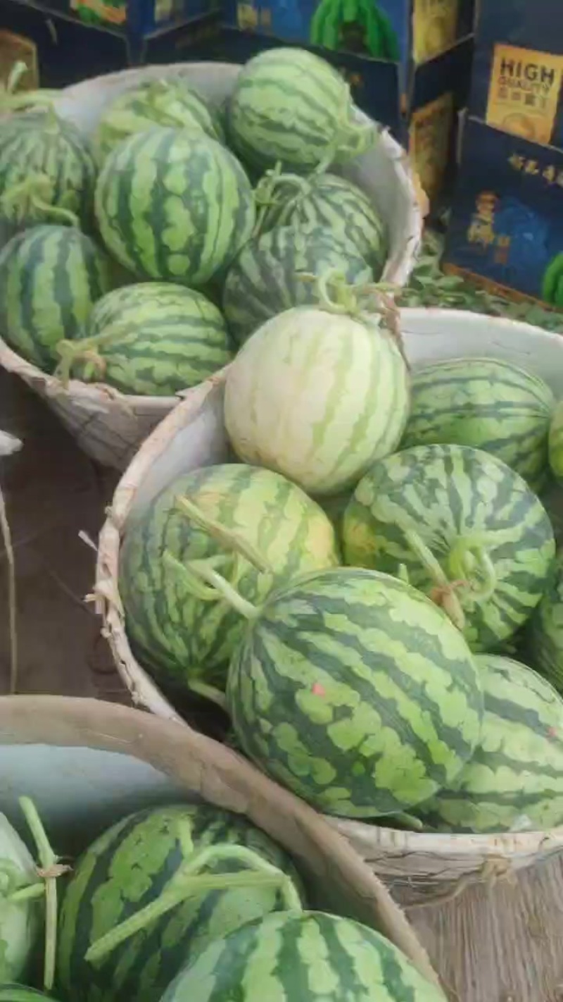 无籽麒麟