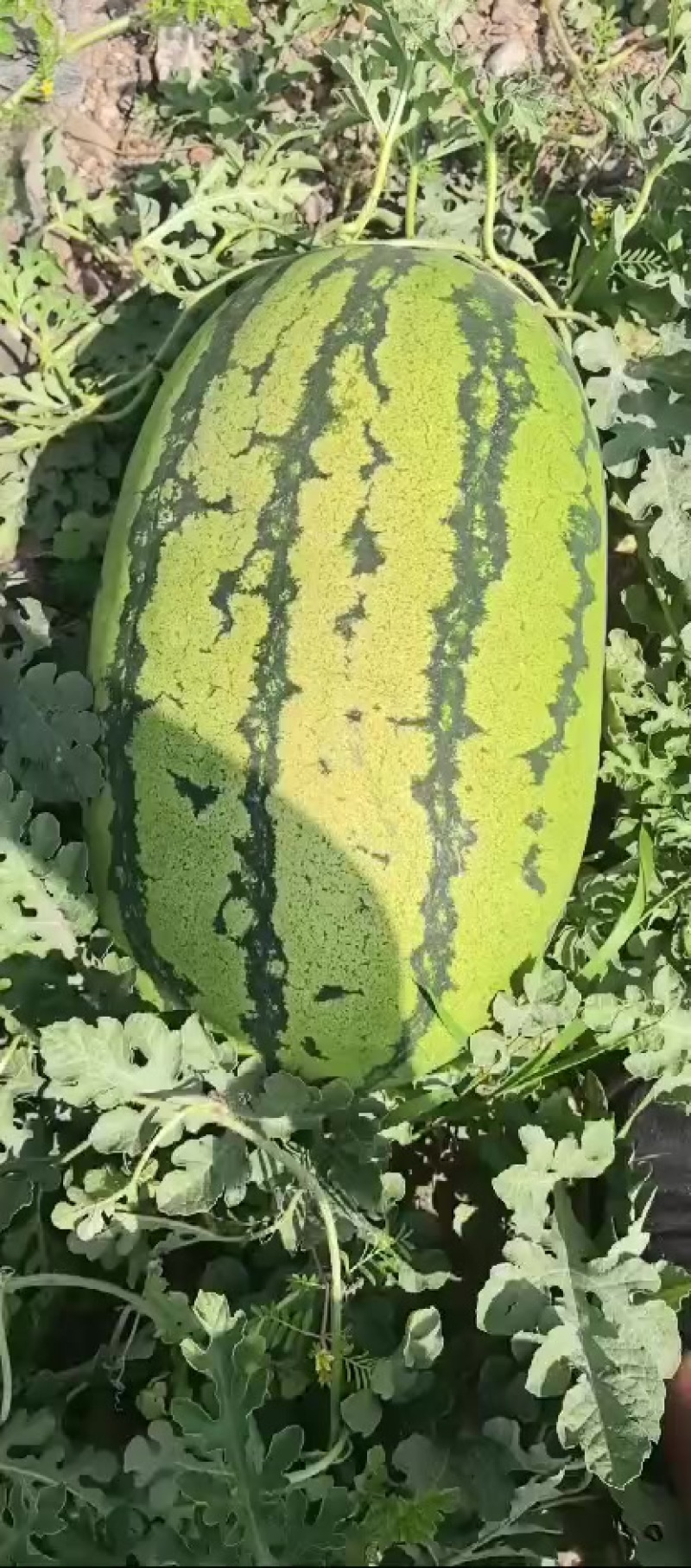 会宁石头缝里的瓜