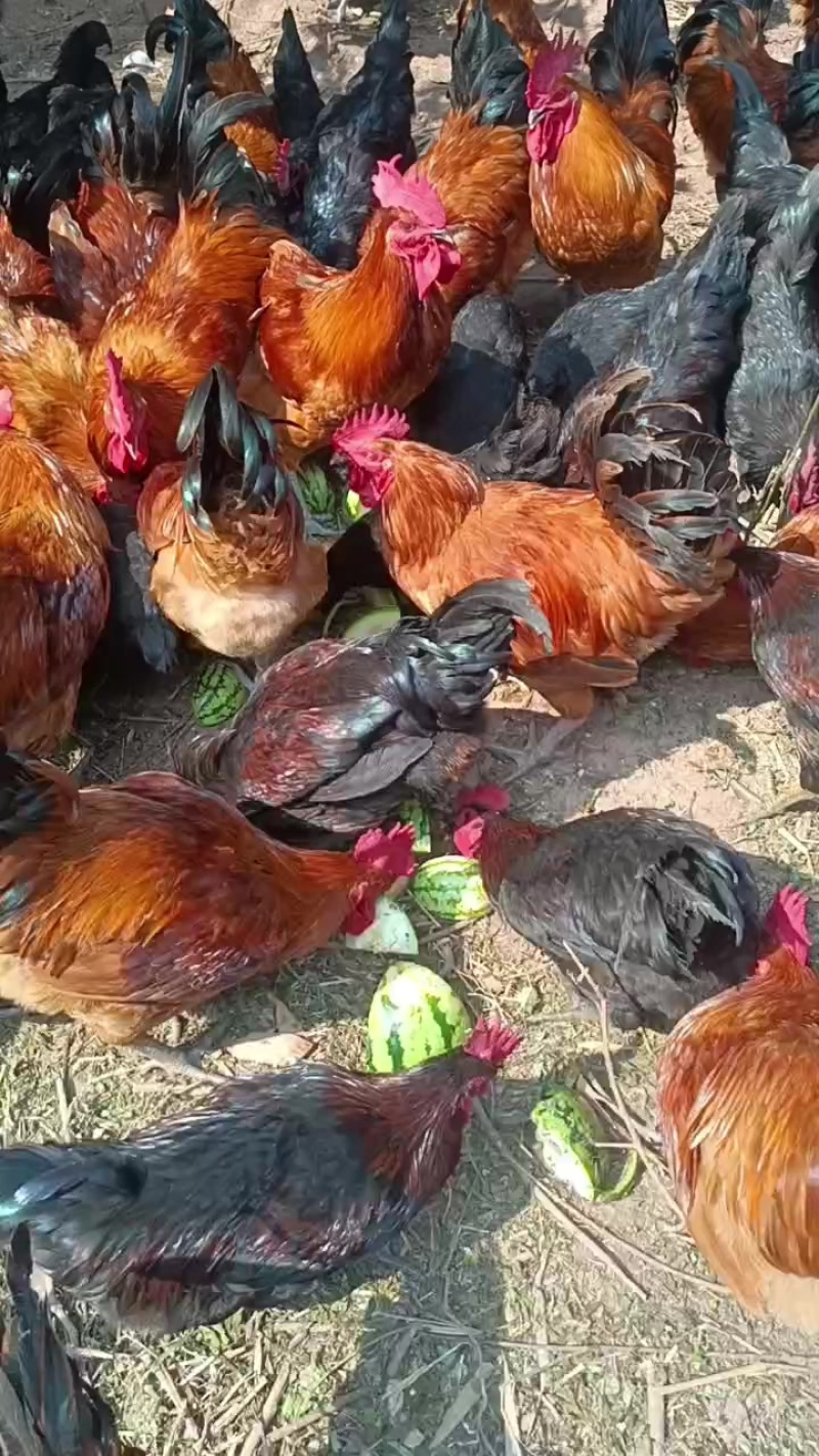 土鸡
