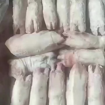母猪二级蹄带筋十六吨山西提新货