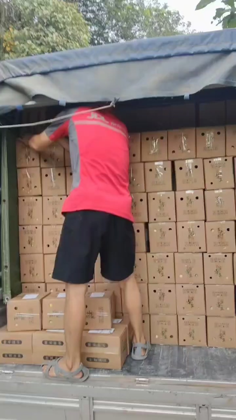 黄金百香果