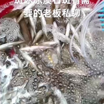 长期供应冰鲜溪石斑冰冻溪石斑