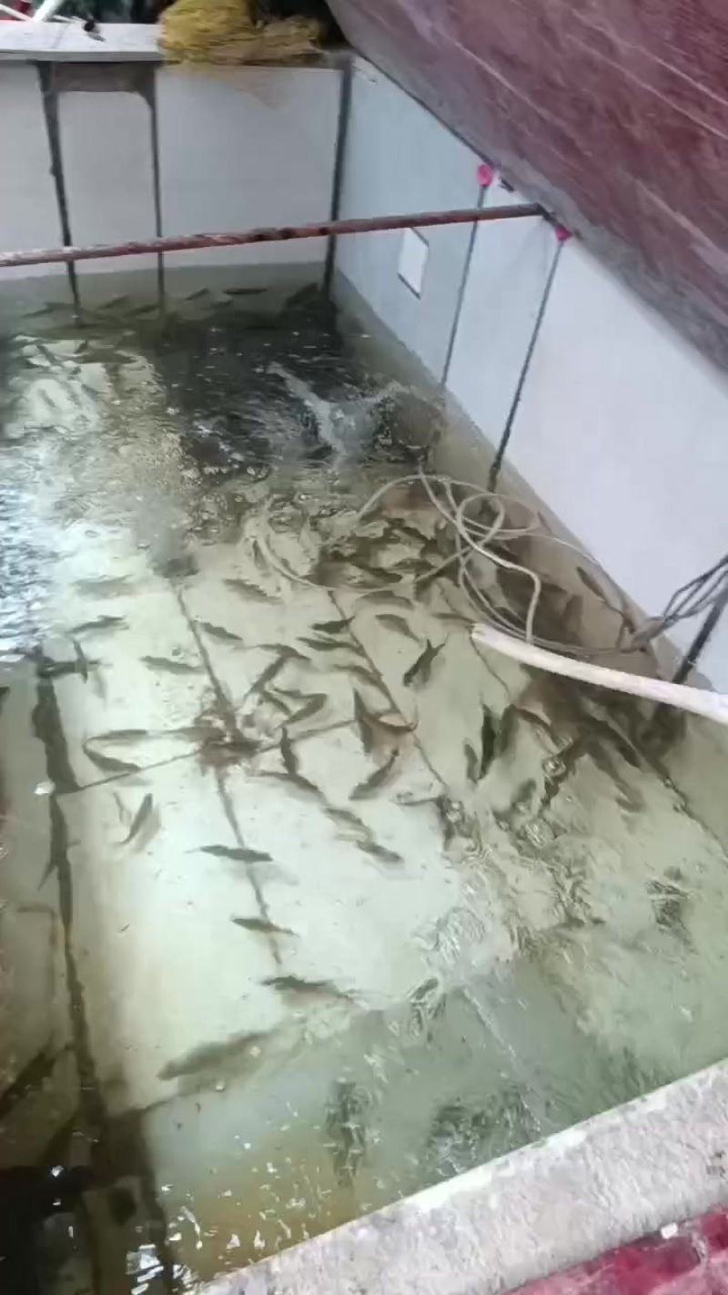 长期供应冰鲜溪石斑冰冻溪石斑
