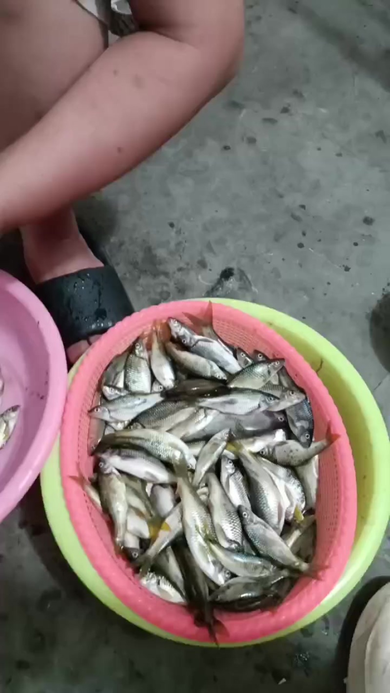 长期供应冰鲜溪石斑冰冻溪石斑
