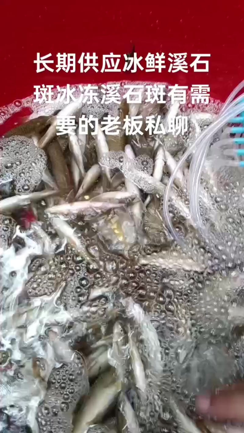 长期供应冰鲜溪石斑冰冻溪石斑