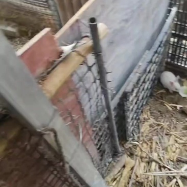 肉兔