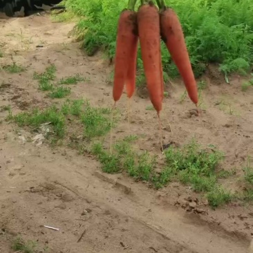 带泥胡萝卜