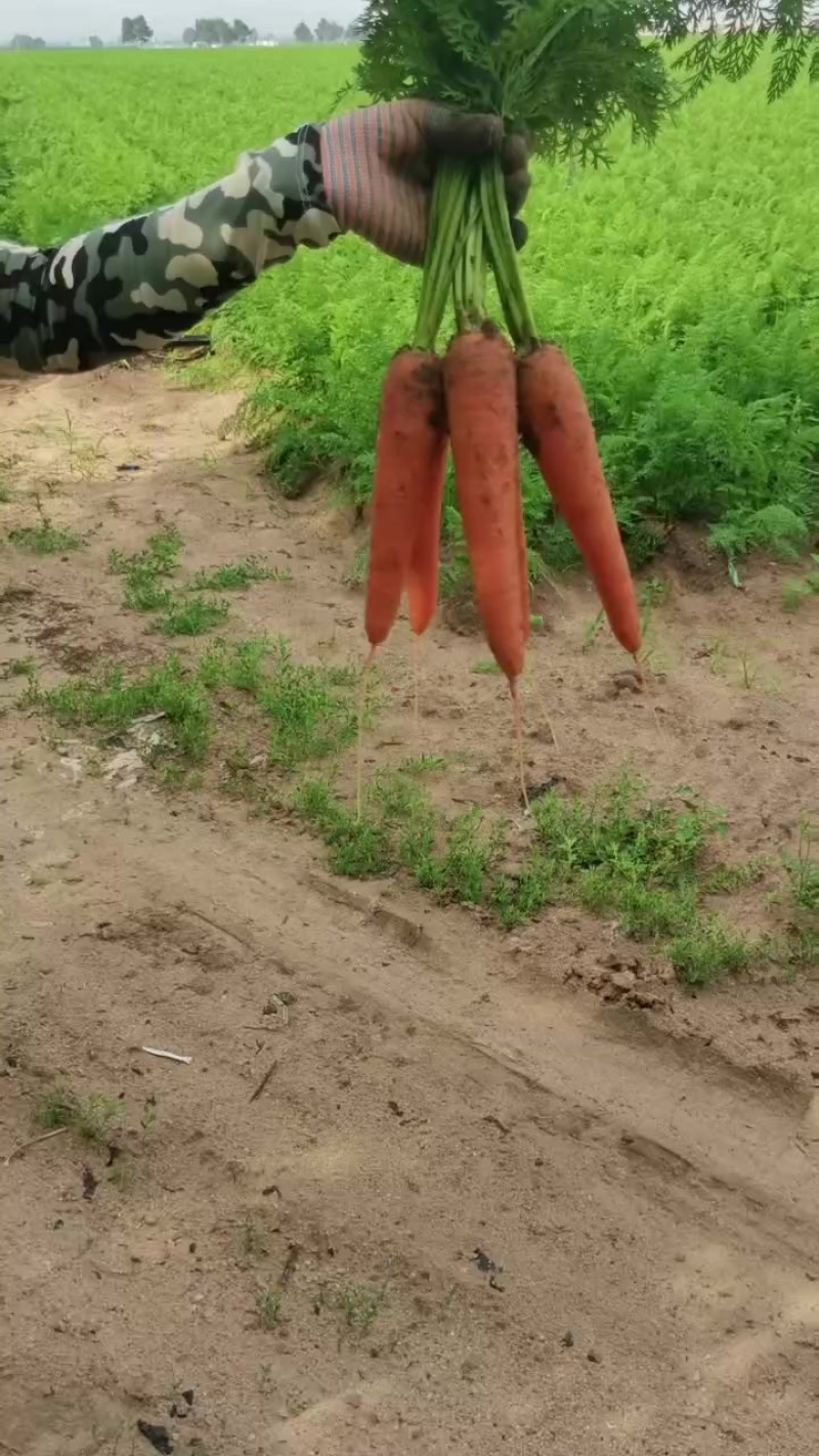 带泥胡萝卜