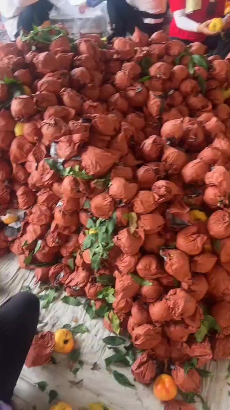 油蟠