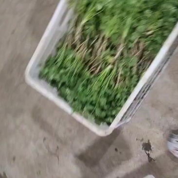 香菜