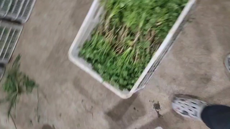 香菜