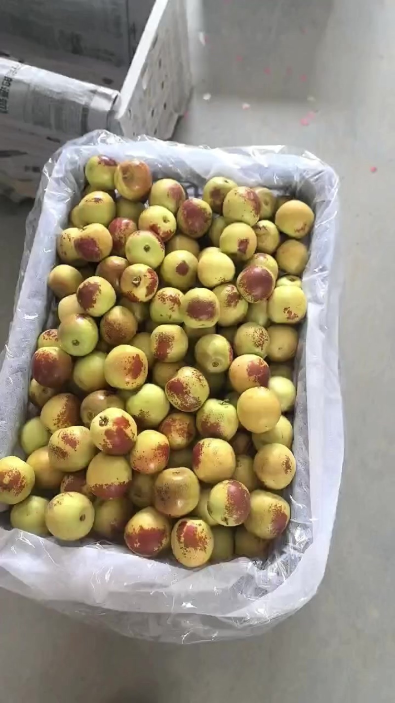 大荔冬枣