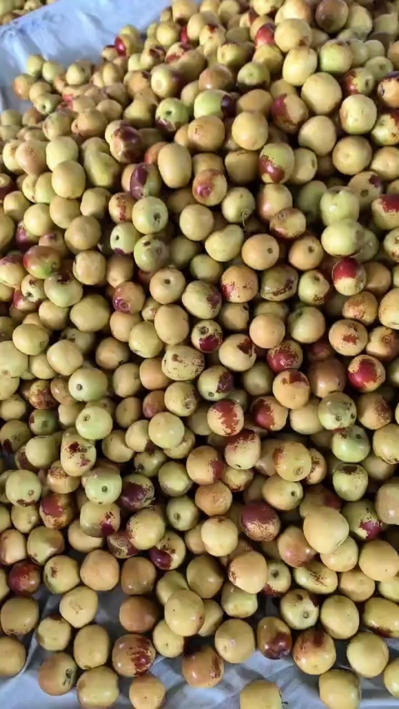 大荔冬枣