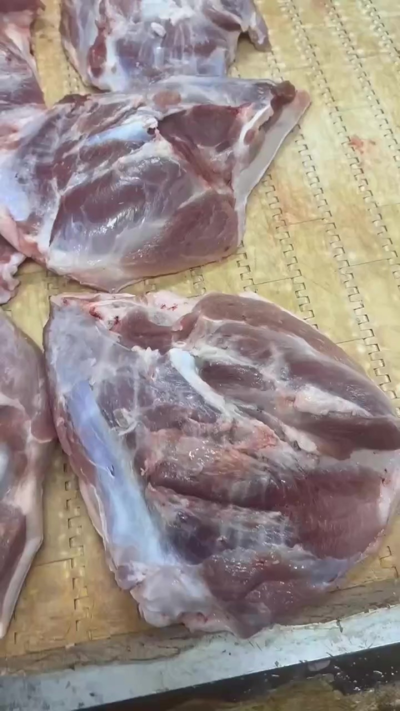 出售:精修二刀肉大肥猪鲜分新货厂家直销15+