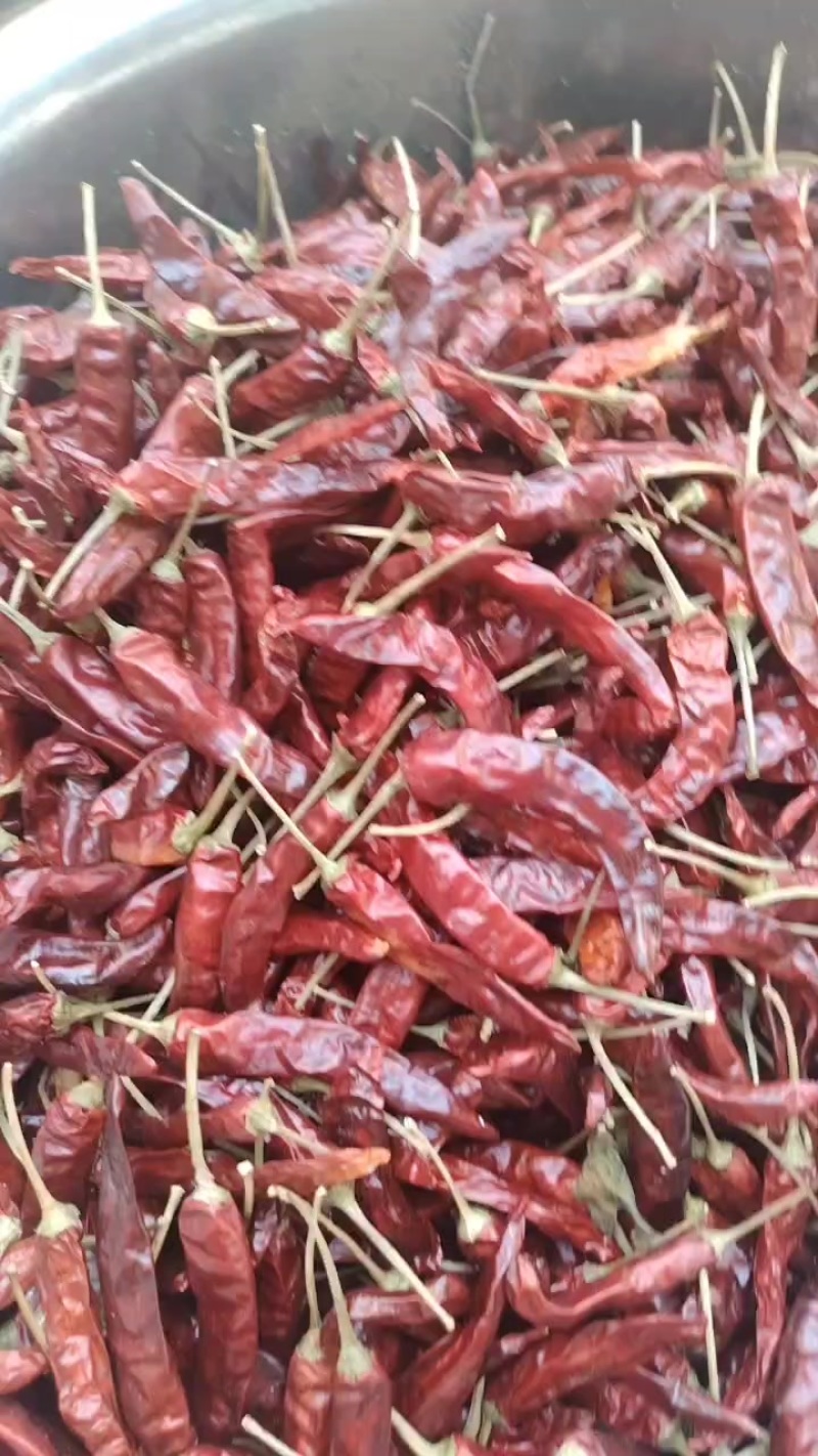 贵州遵义干辣椒，主打香辣