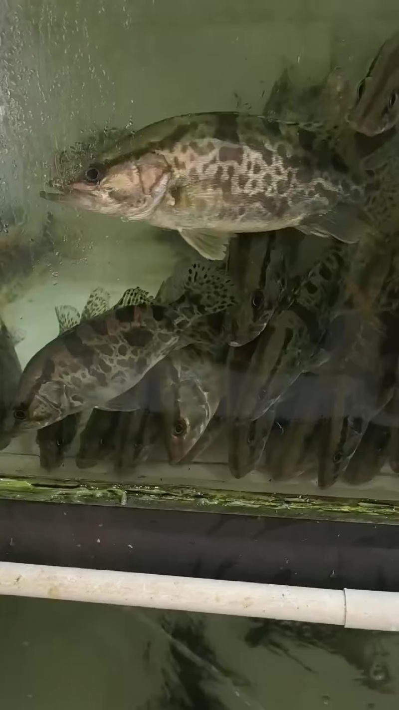 桂花鱼