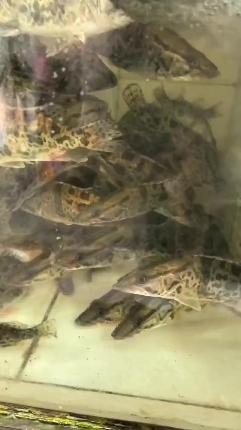 桂花鱼