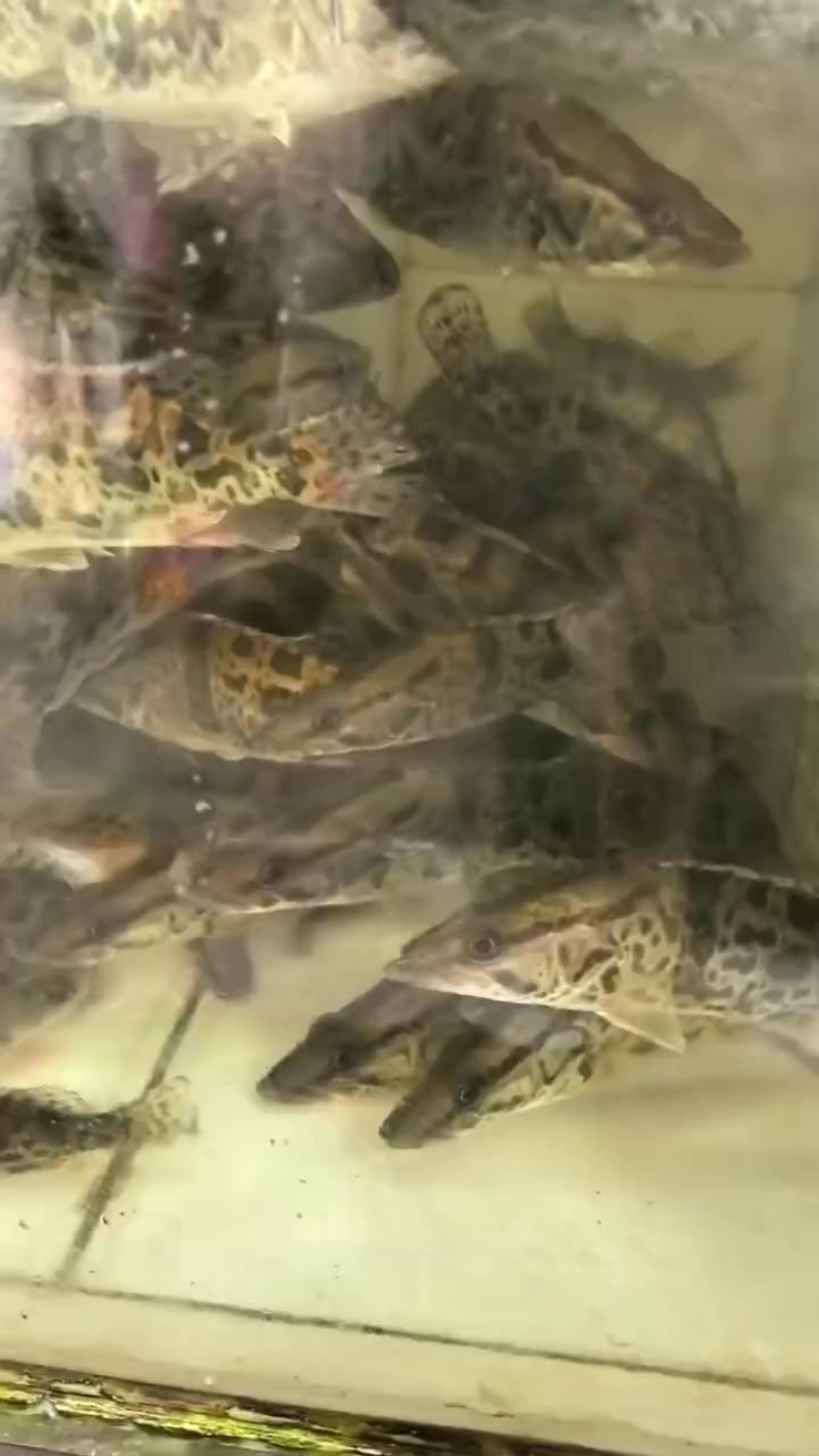 桂花鱼