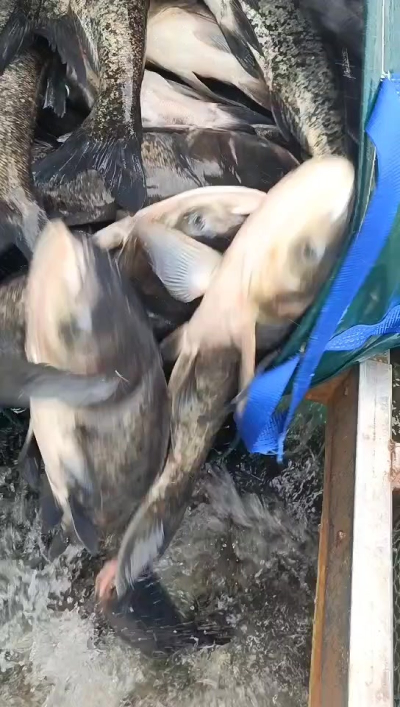 花鲢、大头、鳙鱼、雄鱼