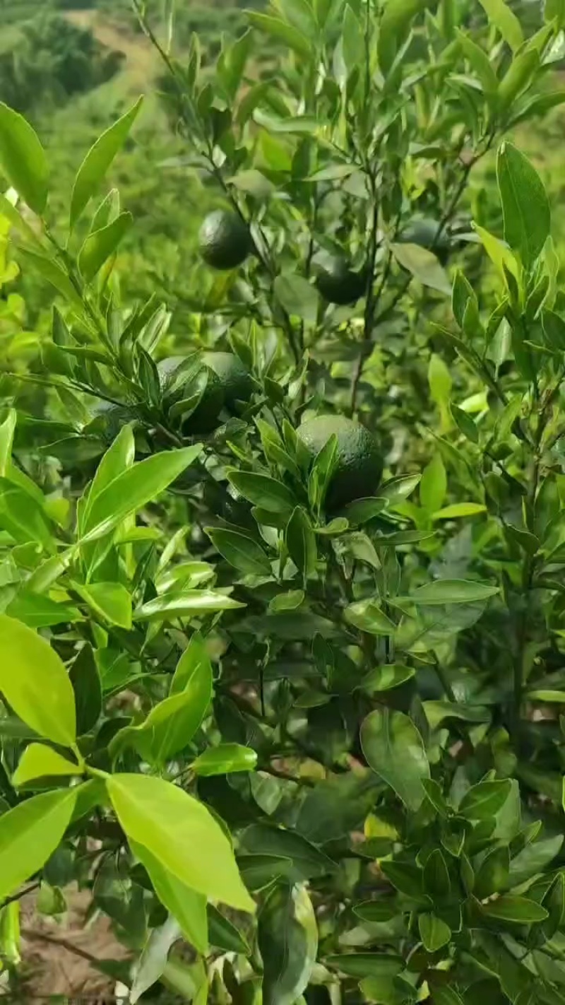 柑桔