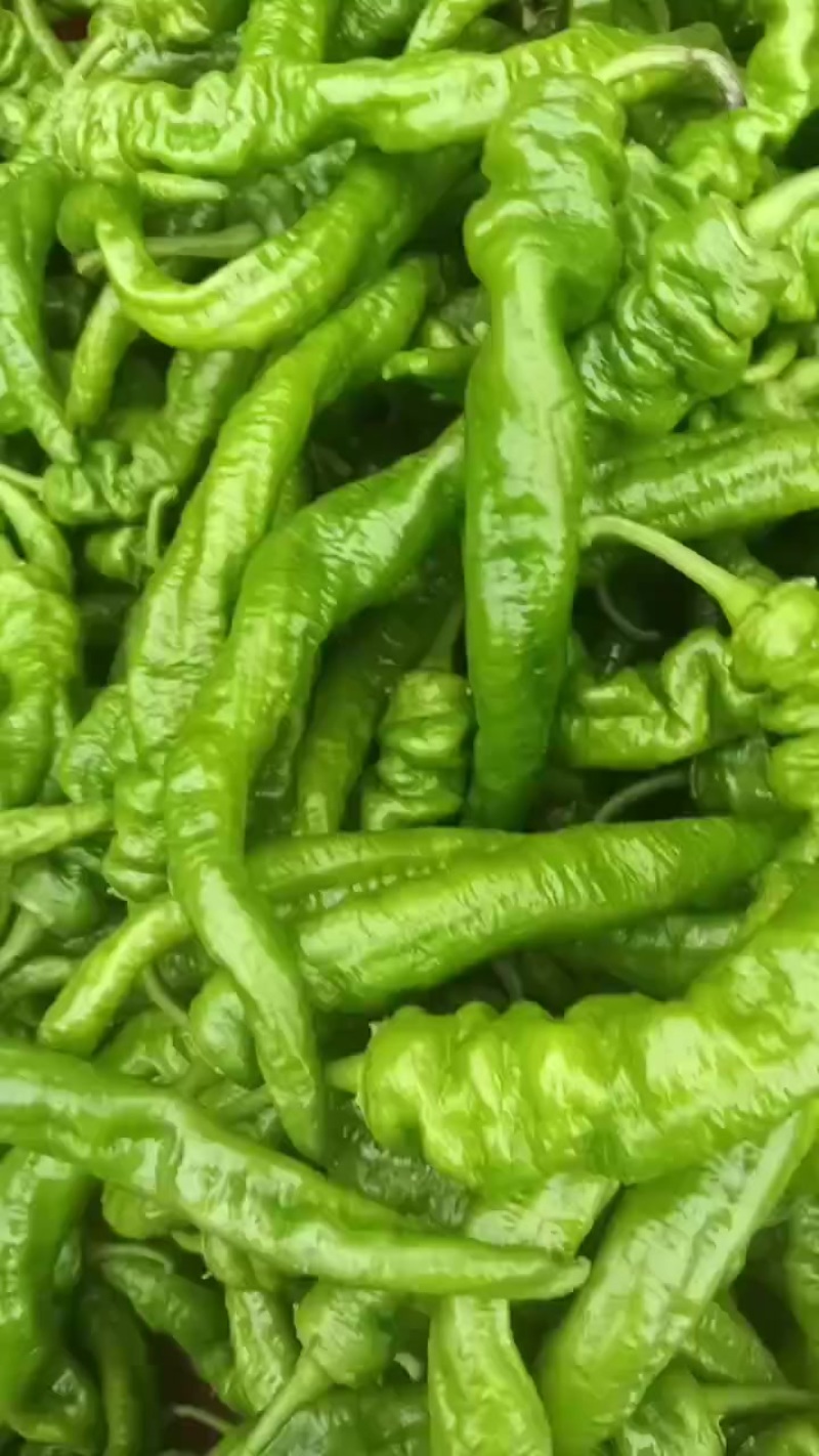 陇椒