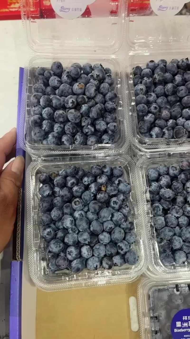 每天大量供应特价蓝莓