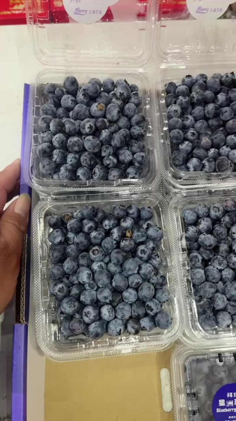 每天大量供应特价蓝莓