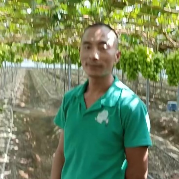 阳光玫瑰葡萄