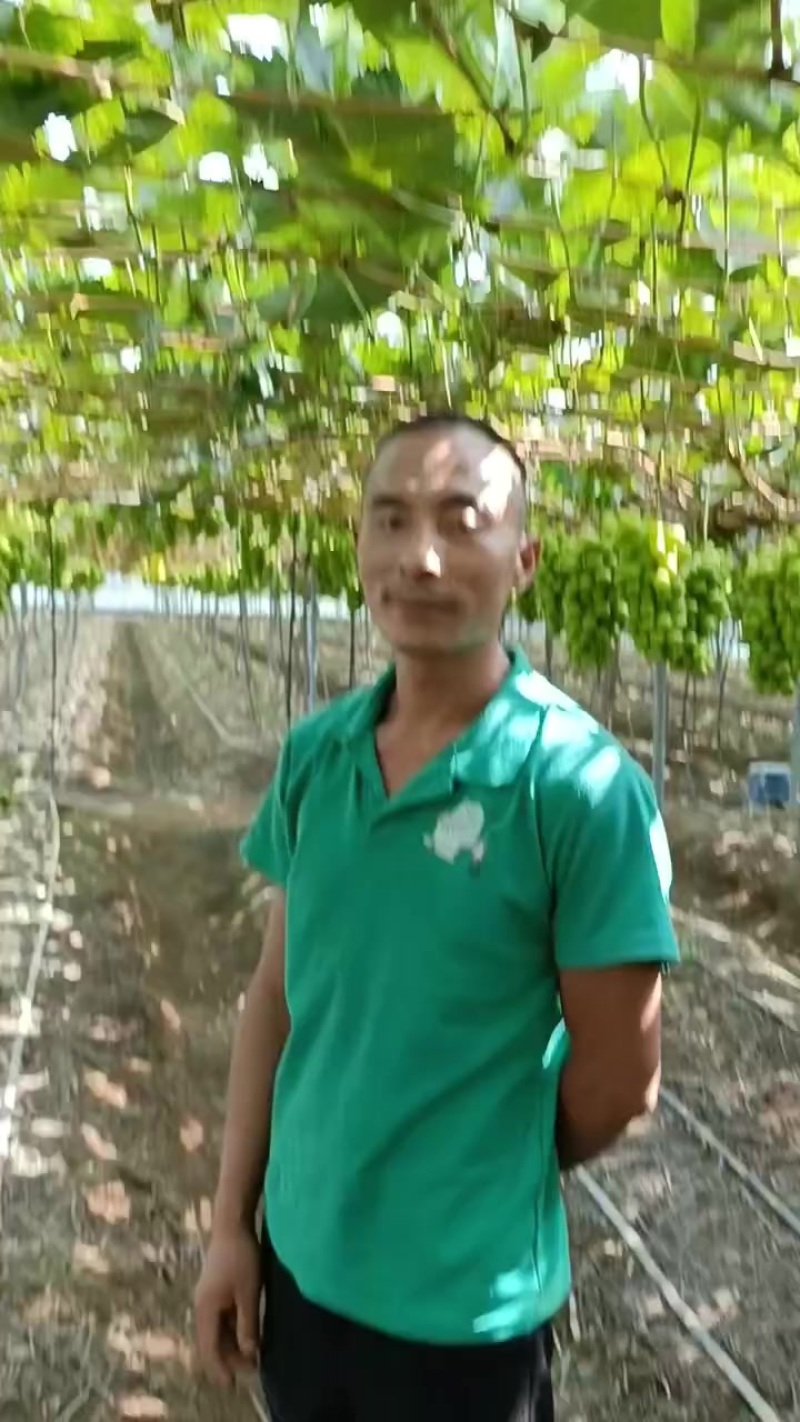 阳光玫瑰葡萄