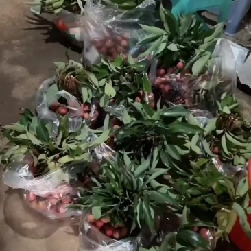 川南晚熟荔枝
