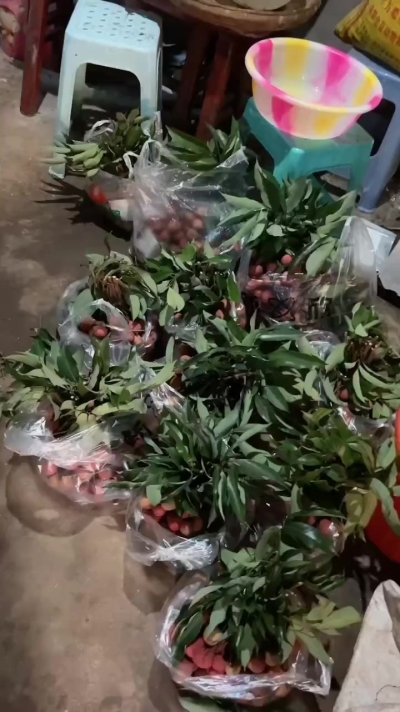 川南晚熟荔枝