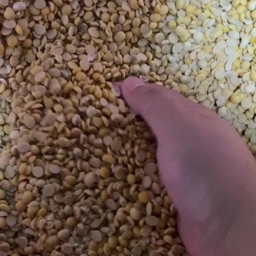 碎黄豆瓣