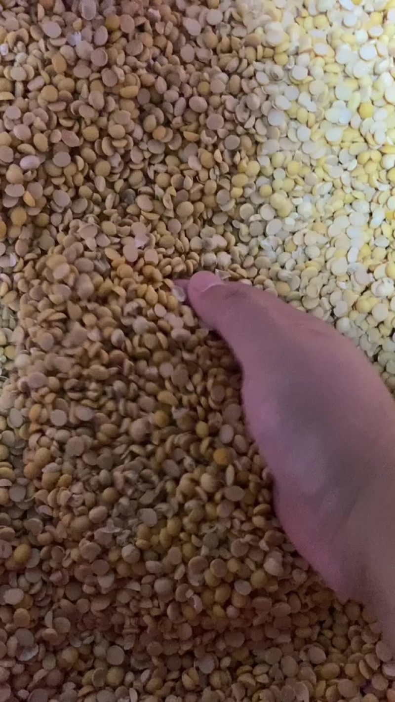 碎黄豆瓣