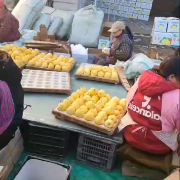 祁县酥梨雪花梨