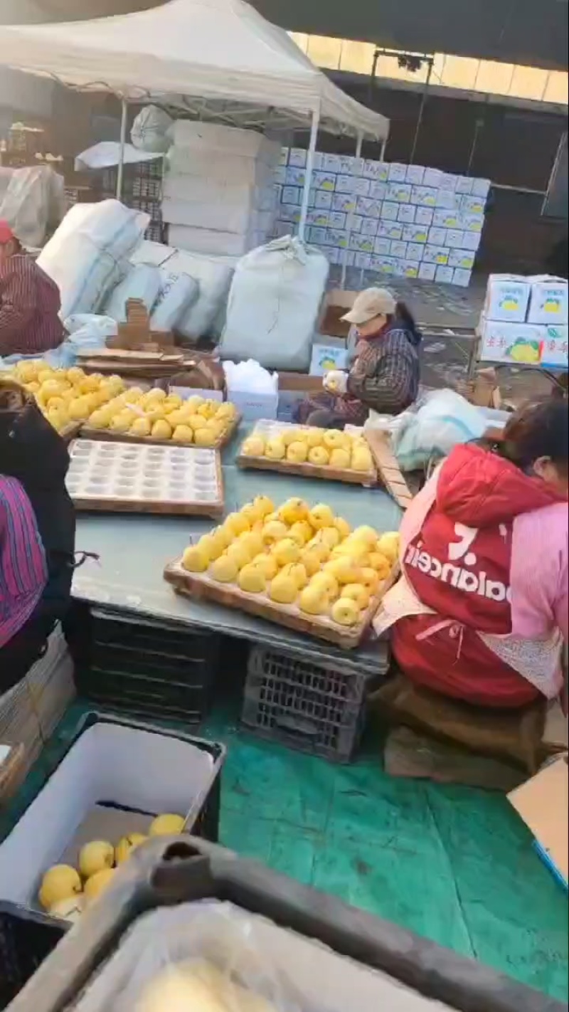 祁县酥梨雪花梨