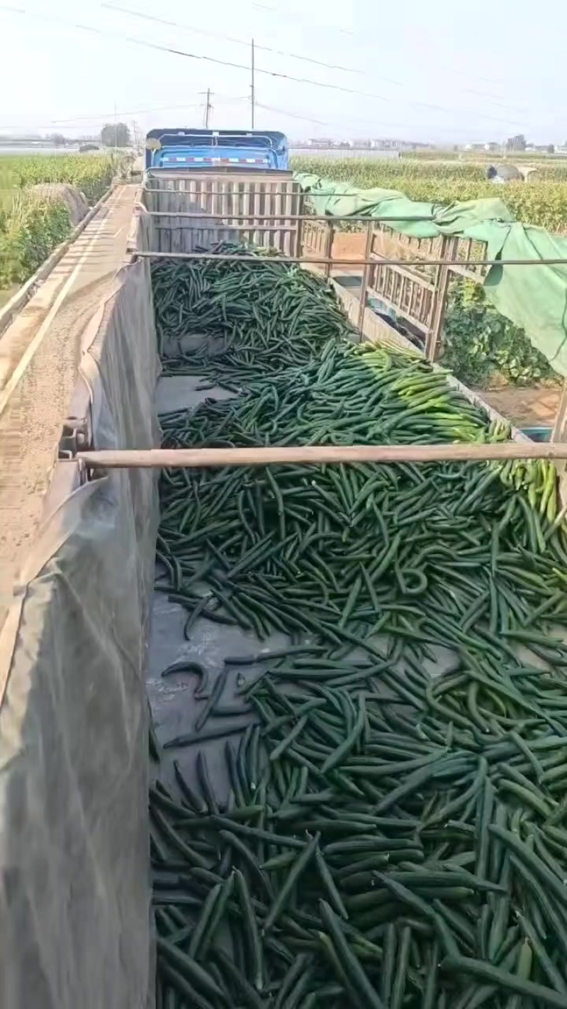 加工厂酱菜厂黄瓜
